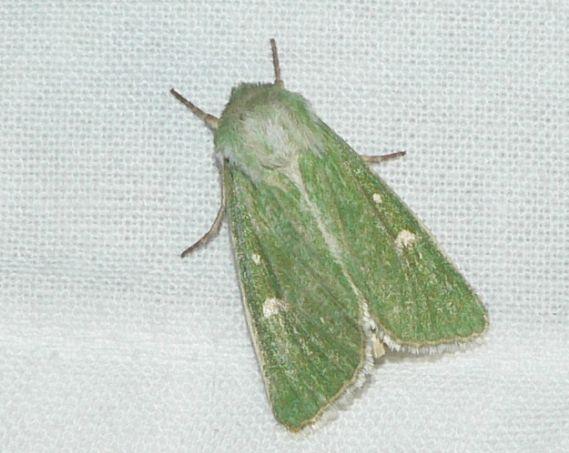 groene weideuil1.jpg - Groene weideuil - Calamia tridens